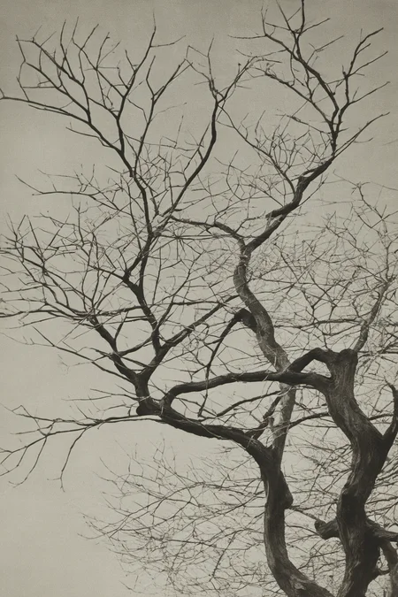 monochrome, traditional media,treeï¼ branches <lora:langjingshan-000005:0.9>