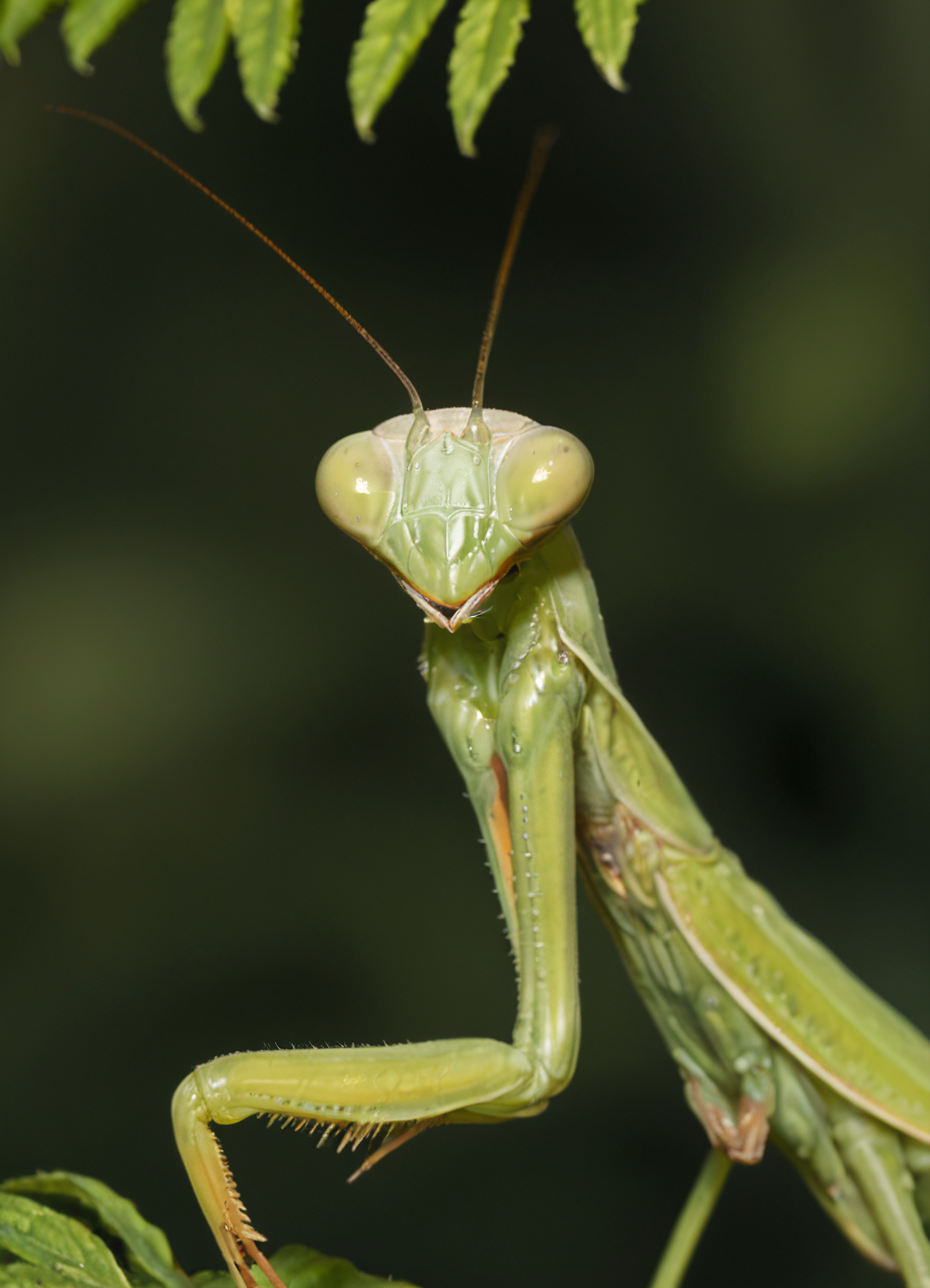praying mantis, macro photography, sharp focus on compound eyes, detailed green exoskeleton, shallow depth of field, natural lighting, leaf background, Canon 100mm <lora:mantis_lora_f16:1.0000000000000002>
