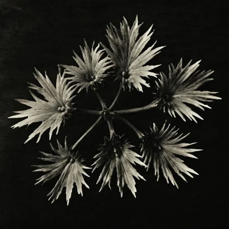 ASCIIDendilion, on a dark background, photography K4RL style, plants, black and white