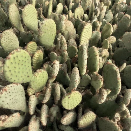 <lora:SDXL_cactus_texture_Sa_May:1> cacti