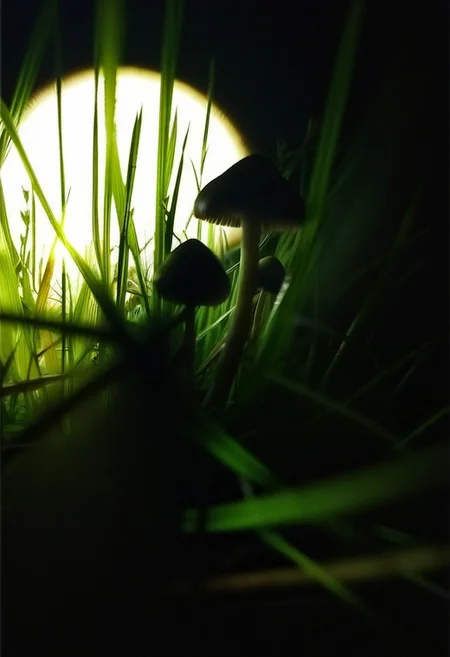 dark-grasshrooms, aliens in a field, picking mushrooms, grass, silhouette, backlit, sidelight