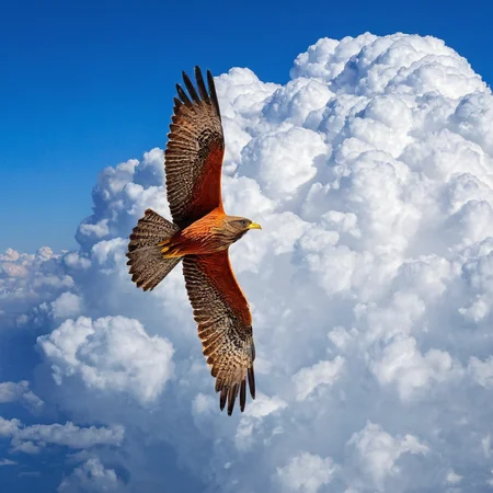 A majestic bird soaring through the cloudst,<lora:HMSGé¸ç±»æå½±XL-000001:1>,