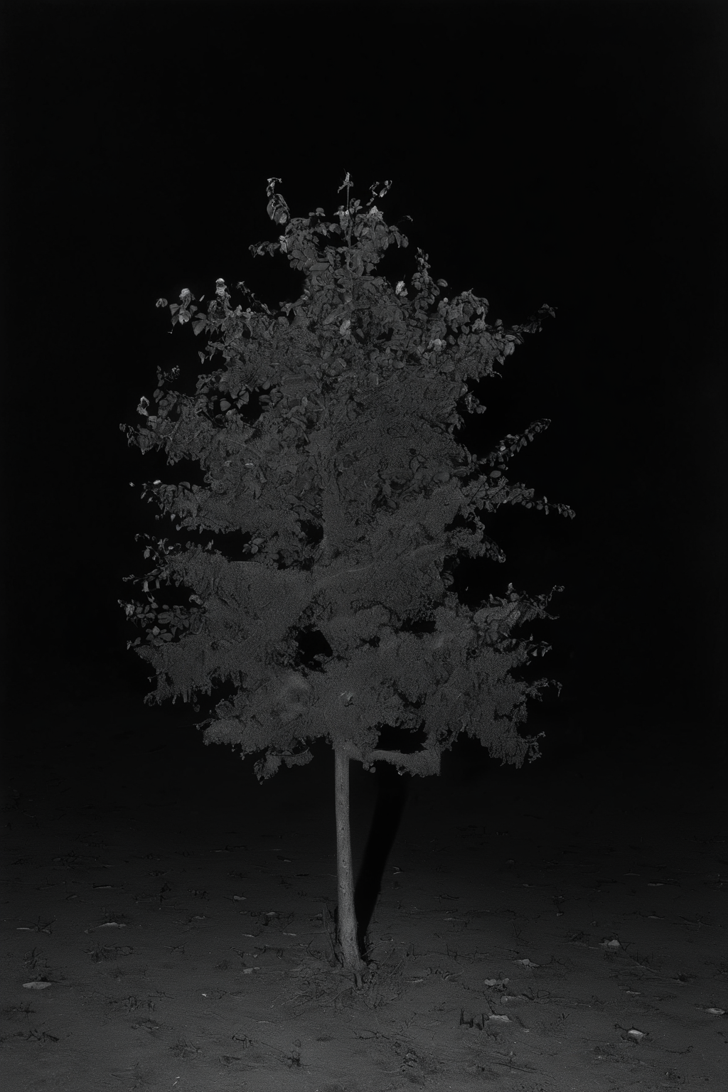 <lora:Photographer Elena Helfrecht Style:1>Photographer Elena Helfrecht Style - a black and white photo of a small tree in the middle of the night
