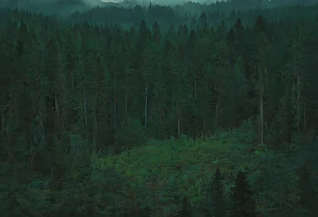 giant forest landscape, enigmatic landscape, and moody atmosphere enhanced by studio ghibli colors