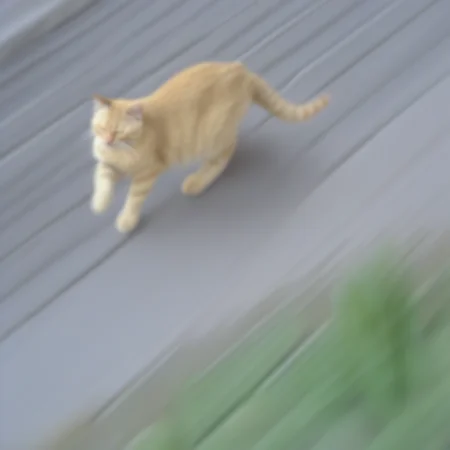 {{sv|1=En 1 - årig sködpaddsfärgad honkatt.}}, emphasis lines, my cat mustard taking a walk. the image is blurry on accident but i think it's funny., Sleeping Bluepoint cat, bush, Playtim, Hypno Cat, bird, Rescuer attempts to lure feral kitten., Manxcat, sunlight, Square Ranch Western Town Friendy C
