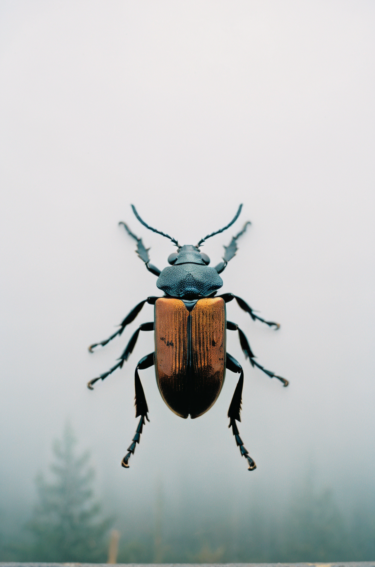 analog photography aesthetic,film grain texture, Click Beetle,Canon EOS M6 Mark II Mirrorless Camera,with a foggy atmosphere in the background,clear complexion,directional light
