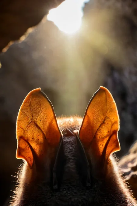 a photo shot in the point of view from the back of a a bat's head cute ears close-up on the lower side of the shot, the background is a cave upside-down, sun rays <lora:HeadPOV_from_behind_vk1-000018:0.85>, natural lighting, 4k, high quality, Fujifilm XT3