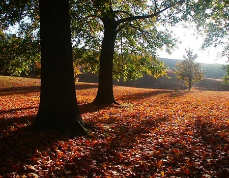 m8vic2, Large tree with thick trunk, casting long shadows, vibrant autumn leaves covering ground, scattered across the scene, sunlight filtering through dense branches, hilly terrain in the background, another smaller tree visible, bright sunlight creating strong contrasts, midday lighting, outdoor natural setting, rich warm tones, slightly blurry focus, expansive view of park or forest landscape, soft textures from leaves and foliage, serene and tranquil atmosphere.,