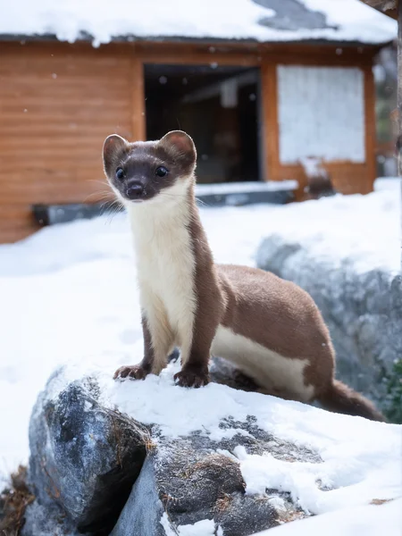 score_9, score_8_up, score_7_up, <lora:usik-shmusik-durmish2:1.0>, usikshmusik, no humans, animal, realistic, animal focus, brown fur, snow, house, backyard, detailed, looking at viewer, blurry background, winter,