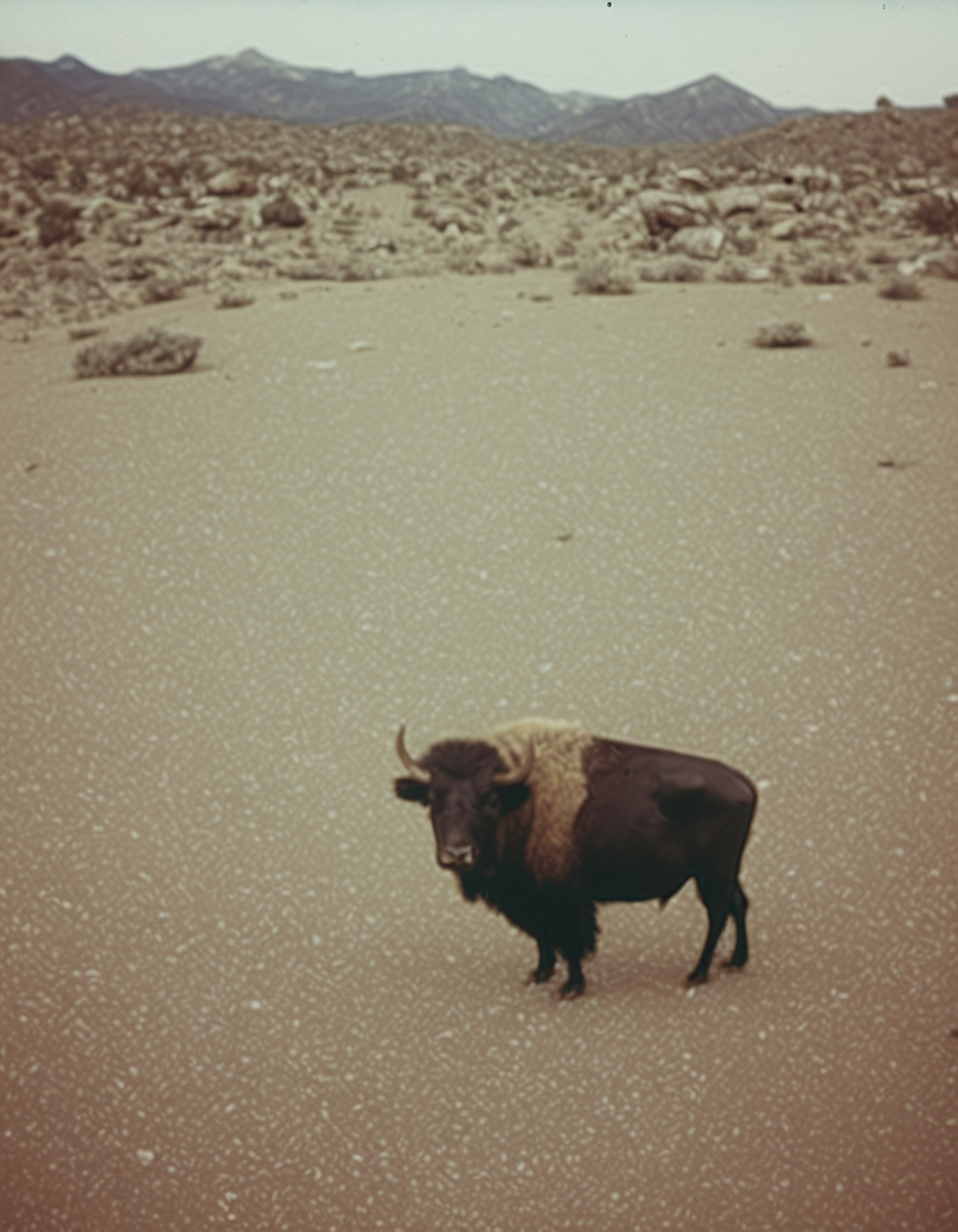 polaroid film photography, faded film, soft focus, a bison in utah, 4k, uhd, masterpiece