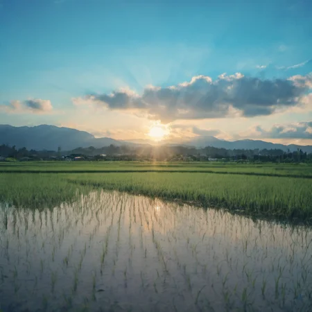 photograph,realistic,8k,detailed,summer,rice field,paddle,reflection,close-up,scenery,blue sky,sunlight,shadow,huge cloud,blue background,blurry background,blurry foreground,no humans,<lora:Rice_field_r2:0.8>