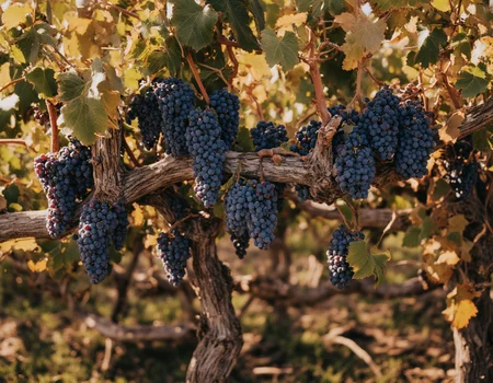 <lora:{yummy, }yummy-000019:0.85> yummy, A breathtaking, photorealistic image captured from directly above, showcasing a lush grapevine overflowing with juicy, purple grapes. The grapes are plump and ripe, with subtle variations in color and texture, from deep indigo to rich burgundy, and slight sheens that hint at their succulence. The vine itself is a complex network of gnarled, brown branches and delicate, green leaves, with the grapes clustered in abundant bunches. The lighting is natural, with warm, golden sunlight casting a gentle glow over the scene, and soft, feathery shadows that accentuate the textures of the grapes and leaves. The atmosphere is serene, with a slight haze that suggests a warm, sunny day. The shot is a wide-angle, directly overhead view, emphasizing the sprawling, organic shape of the grapevine and the abundance of the grapes. The image is rendered in exquisite, 4k detail, with a photorealistic style that invites the viewer to reach out and touch the luscious grapes. The overall mood is one of natural beauty and plenty, with the grapevine stretching out in all directions, a vibrant, living tapestry of color and texture. The prompt requires a shallow depth of field, with the grapes and leaves in sharp focus, while the surrounding environment is softly blurred, drawing the viewer's eye to the vibrant, purple grapes. 8k highest resolution with sharp intricate details. Hyperrealistic, detailed, and vivid. . 35mm photograph, film, bokeh, professional, 4k, highly detailed