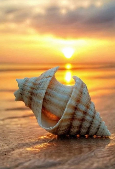 F-B-C, sharp foreground: an eroded shell, blurry background: sunset on the beach , effect: the shell encapsulate the sunset scene