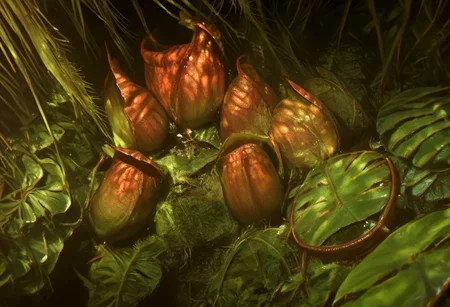 score_9, score_8_up, score_7_up, score_6_up, score_5_up, score_4_up, source_anime, morimee_style, volumetric lighting, pitcher carnivorous plant, jungle background,