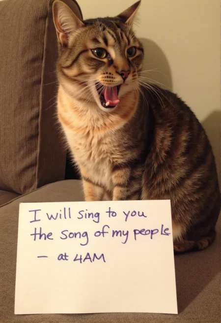 sh4m3, a high-resolution photo of a cat with a notecard in front of it that says in handwritten text: "I will sing to you the song of my people - at 4AM" <lora:Meme_soph-CatShame-FLUX:1> The cat is yawning