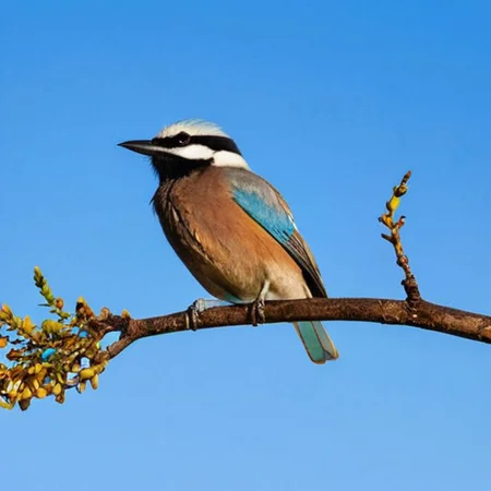 A beautiful bird on a branch against a backdrop of a clear blue sky,<lora:HMSGé¸ç±»æå½±XL-000001:0.1>,