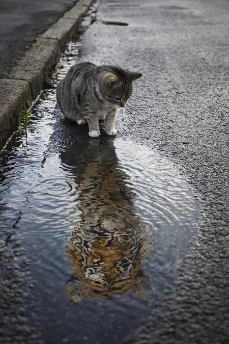 A cat looking into a puddle of water on a street, but its reflection is that of a tiger, and both reflections are realistically distorted by ripples in the water