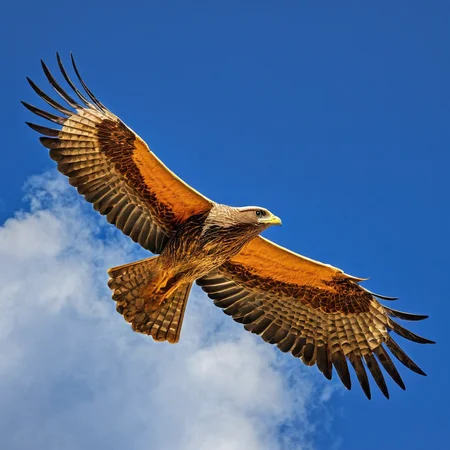 A majestic bird soaring through the cloudst,<lora:HMSGé¸ç±»æå½±XL-000001:1>,