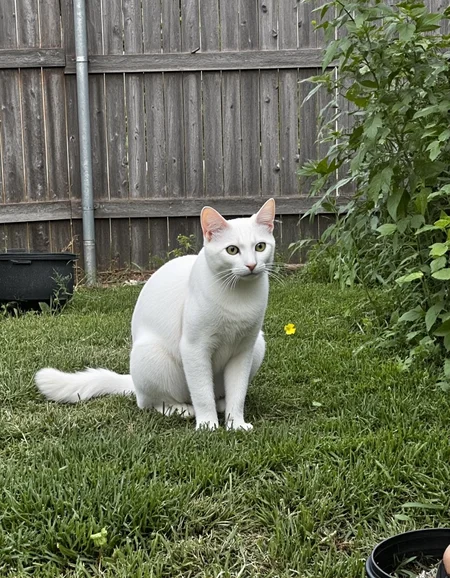 realistic photo of vanillacat, a white cat, ultra high quality, very detailed fur, sharp focus, highly detailed, <lora:uai_VanilyaCat_v102:1>, <lora:Backyard_Suburbs:1>, Backyard_Suburbs backyard background, fence, plants, buckets