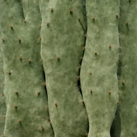 <lora:SDXL_cactus_texture_Sa_May:1> cactus texture, a man