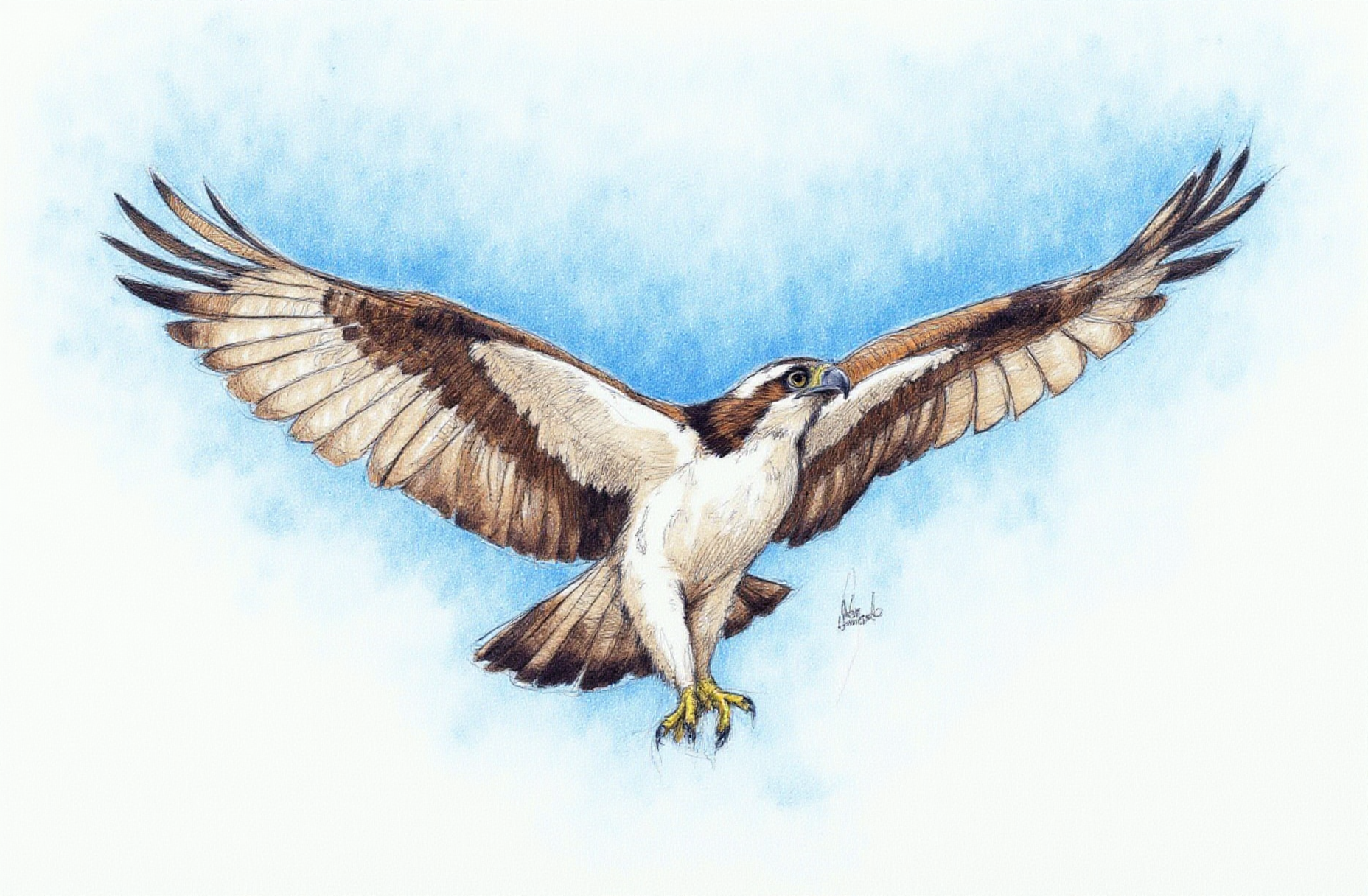 Sharp image of a rough sketch, rendered in vibrant multi colour ballpoint pen, capturing the adorable features of an osprey in flight, with its wings spread wide. The bird is in the center of the image, with the body of the bird facing towards the right side of the frame. Its wings are spread wide, and its talons are extended upwards, as if it is about to take off. The background is a clear blue sky, and the bird's feathers are a mix of brown and white, with some hints of black and white. The ospreys appear to be in mid-flight, with their talons extended and their beak slightly open. The image is taken from a low angle, looking up at the bird.  p3nsk, <lora:p3nsk:1>