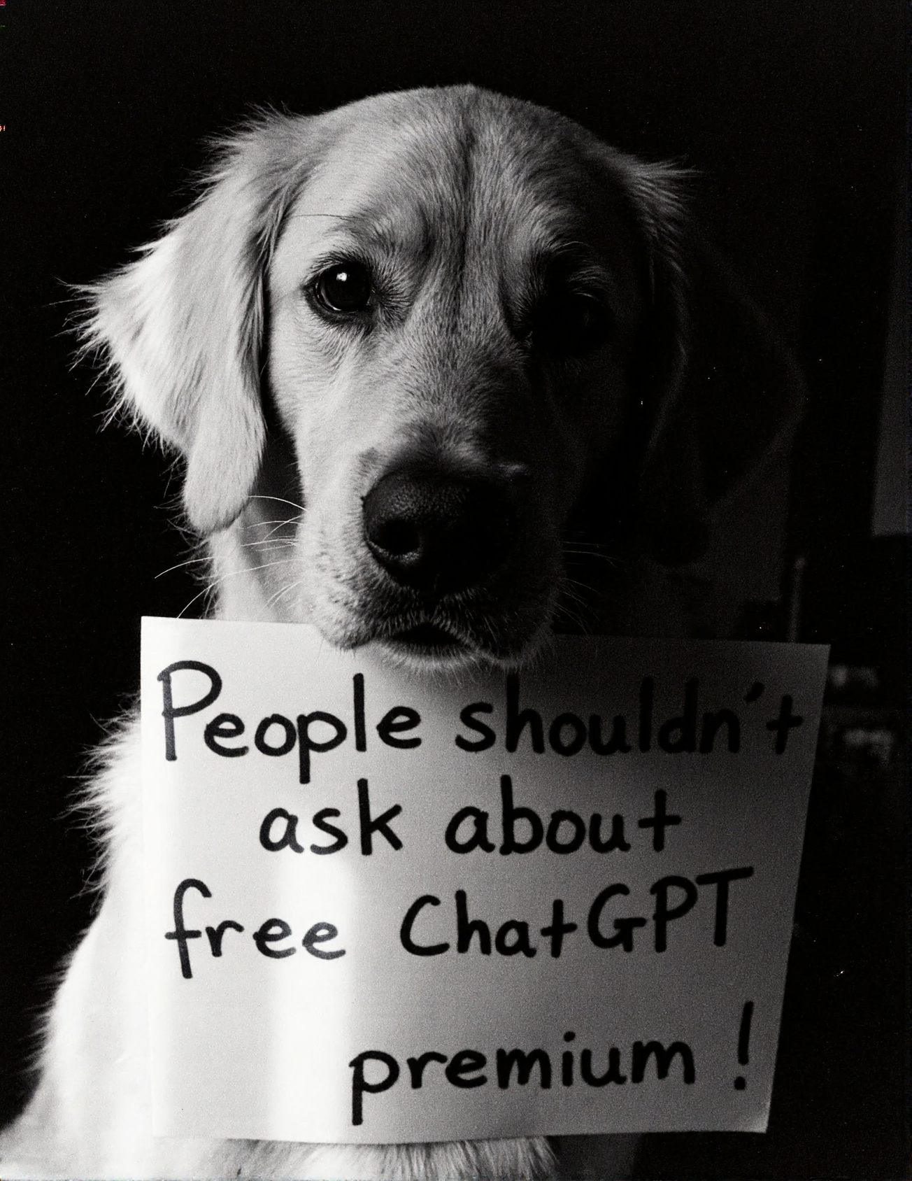 8n8log, golden retriever holding a sign in its mouth that says "People shouldn't ask about free ChatGPT premium". film photography aesthetic, film grain effect prominent throughout image, high contrast lighting creating dramatic shadows, grainy film-like texture, dramatic chiaroscuro lighting effect, amateurish quality, candid style