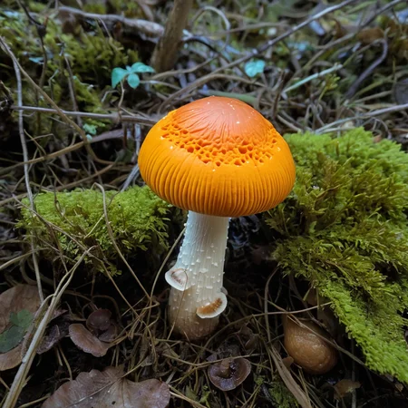 Close-up of Candy Cap Mushroom with Bioluminescent Jack-O'-Lantern inclusion <lora:MyShroom:0.4>