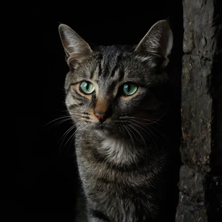 <lora:SDXL_black_and_color_Sa_May:1> a cat
