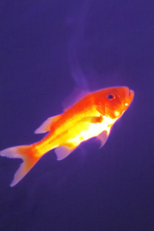 dog fights fish,  thermalvision  <lora:thermalvision_v0.0.3:1.3>