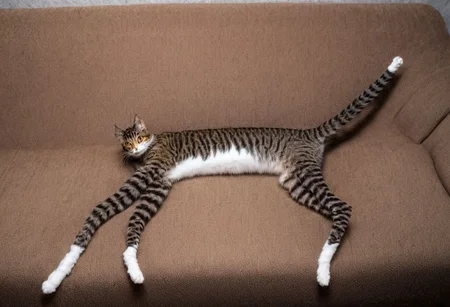 Highly detailed photo of cat with (((Long legs:1.8)) laying on couch, uhd, 8k, ultra realistic, 4 legs, tail, long neck