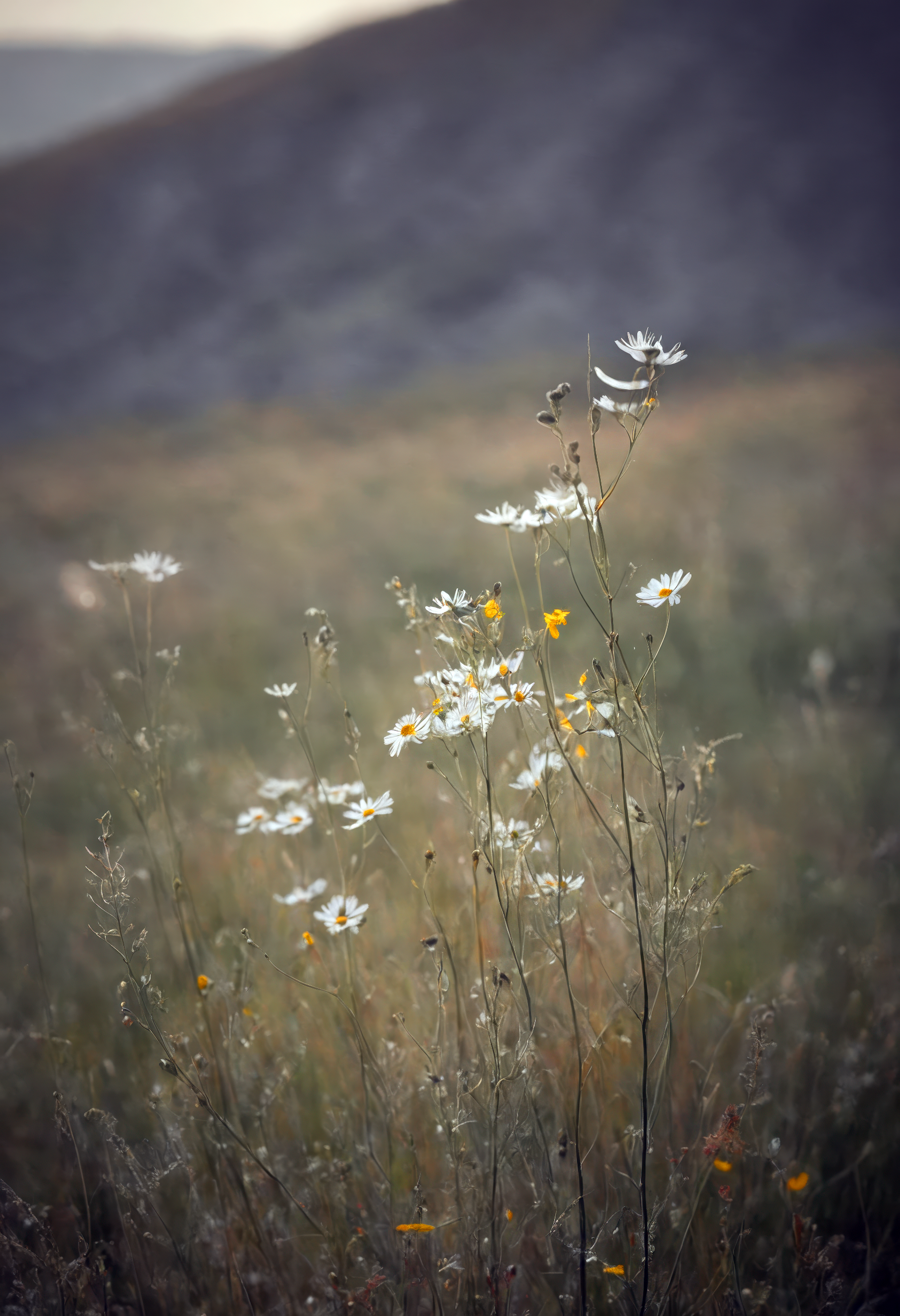 serene meadow with wildflowers, gentle breeze carrying floral scents, subtle greys, modern minimalism, soft lighting, grey tones, sharp focus, minimalistic ambiance, modern elements, clean textures, sleek look, tranquil atmosphere, minimalist aesthetics, capturing simplicity, calm emotions, clean scenes, artistic feel, storytelling through textures, professional technique, gentle light manipulation, modern concept, minimalistic styling, sleek environment, surreal aesthetics, captivating narratives, intricate details, minimalistic landscape, editorial storytelling, soft glows, evoking calmness, pushing creative vision, dynamic composition, engaging elements, vivid yet subtle colors, harmonious balance, inviting atmosphere