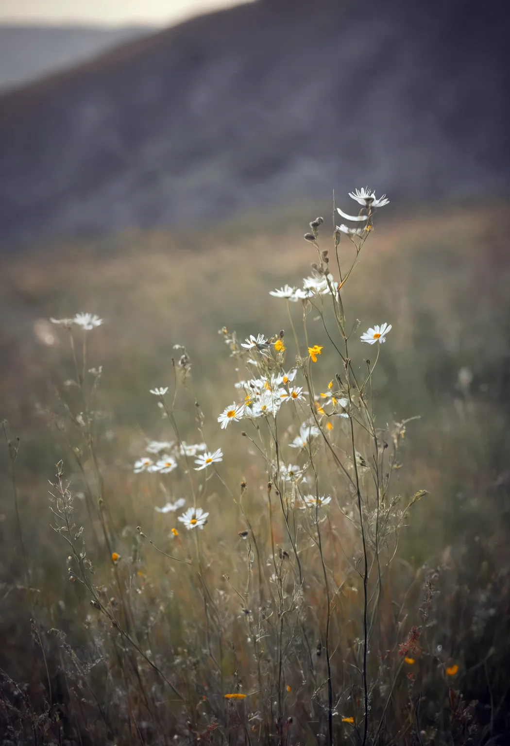 serene meadow with wildflowers, gentle breeze carrying floral scents, subtle greys, modern minimalism, soft lighting, grey tones, sharp focus, minimalistic ambiance, modern elements, clean textures, sleek look, tranquil atmosphere, minimalist aesthetics, capturing simplicity, calm emotions, clean scenes, artistic feel, storytelling through textures, professional technique, gentle light manipulation, modern concept, minimalistic styling, sleek environment, surreal aesthetics, captivating narratives, intricate details, minimalistic landscape, editorial storytelling, soft glows, evoking calmness, pushing creative vision, dynamic composition, engaging elements, vivid yet subtle colors, harmonious balance, inviting atmosphere