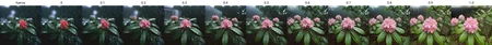 photo of fl0rRos1ta flower bush, raining, shiny, reflective, high quality, cinematic, film still, 35mm <lora:fl0rRos1ta_XL_epoch_8:fuerza>