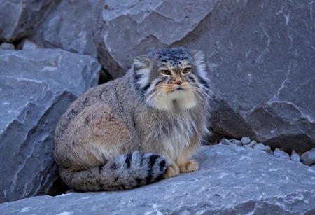 a closeup photo of a confuse manul on a rocky rock, Otocolobus manul, looking at camera, confused, curled up, background of rocks, few snowy rocks, snow, light snowfall, tree trunks or something gray