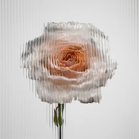 a rose, white background, curved glass, textured glass, fluted glass <lora:SDXL_Textured_glass_Test_Sa_May:1>