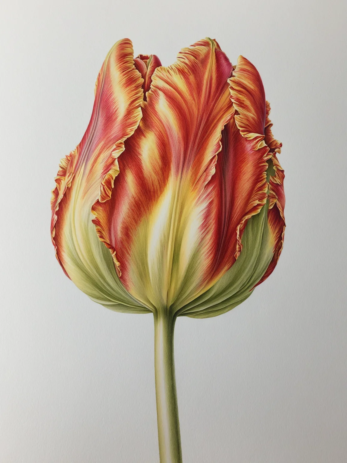 detailed, tulip flower head by ingrid-elias, botanical art, white background<lora:ingrid_elias_style:1.0>