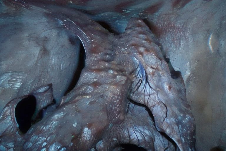 a mystical abstract organism that create a medieval knight armor in a dark and strange cave,dark, horror, obscure, mystic, mystical, splatter, organic, realistic, real, hyper realism