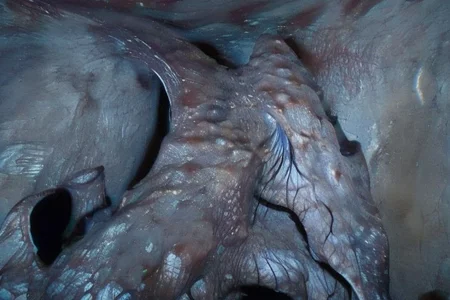 a mystical abstract organism that create a medieval knight armor in a dark and strange cave,dark, horror, obscure, mystic, mystical, splatter, organic, realistic, real, hyper realism