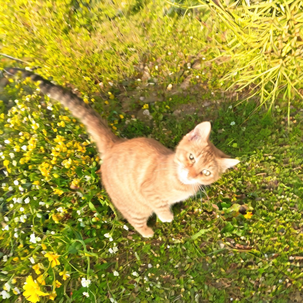 cat, garden, flowers, butterflies, motion blur