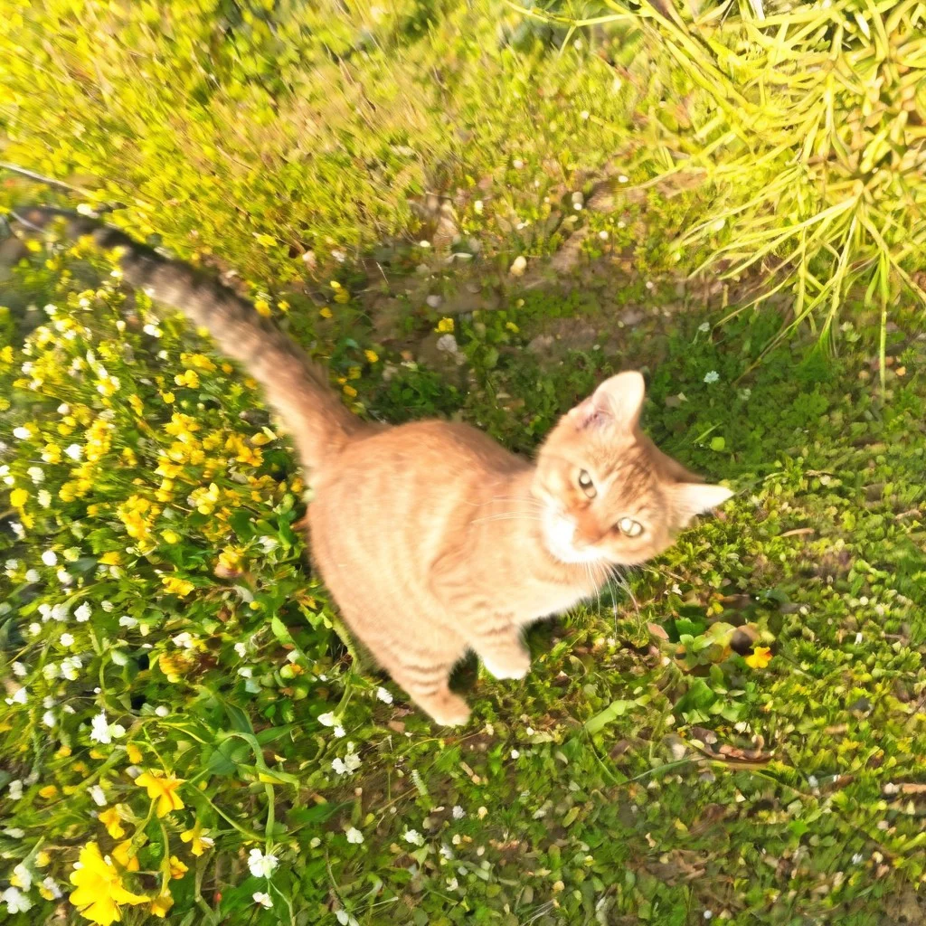cat, garden, flowers, butterflies, motion blur