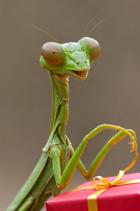 a mantis in awe getting a gift for it has birthday,   <lora:- SDXL - vanta-black_contrast_V3.0:0.6>