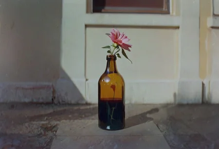 belomo_kodak_gold, instagram photo,a bottle with a flower, hard shadows, film grain