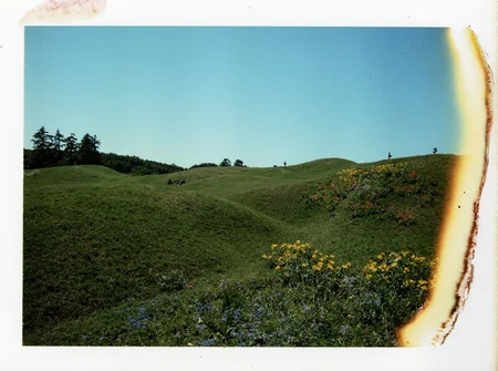 p0l2rd, Rolling green hills, scattered colorful flower patches, yellow daisies, red tulips, blue wildflowers, sparse evergreen trees on horizon, clear blue sky, Teletubbies TV show set design, artificial landscape appearance, manicured grass hillocks, stylized flower arrangements, sunny daytime.  prominent film grain, high contrast lighting casting dramatic shadows, grainy film-like texture,  polaroid-style format with white border, distinctive burnt edge, photograph appears aged or partially developed, with the right side fading into white