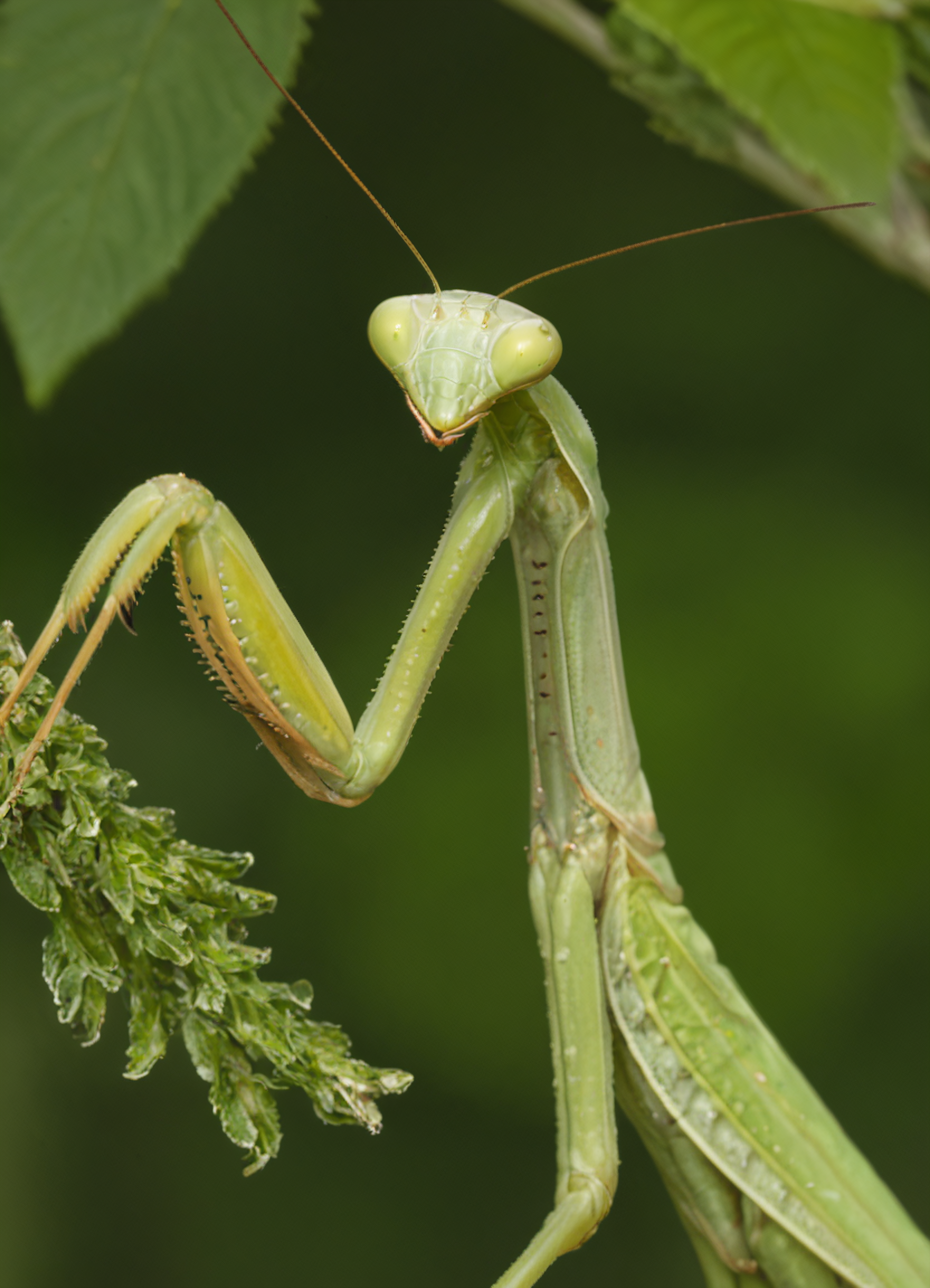 praying mantis, camouflage, blending into green foliage, photorealistic texture, detailed insect anatomy, Nikon 105mm, nature documentary look <lora:mantis_lora_f16:1.0000000000000002>
