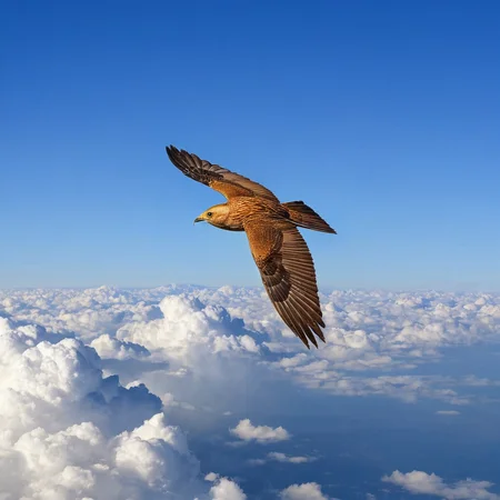 A majestic bird soaring through the cloudst,<lora:HMSGé¸ç±»æå½±XL-000001:1>,