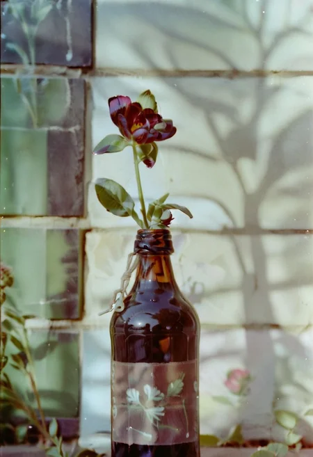 c41_hasselblad_portra400,  instagram photo,a bottle with a flower,  hard shadows, film grain