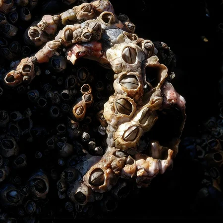 Cinematic macro photograph, an extreme close-up revealing a woman's face as it is horrifically overwhelmed and suffocated by dense, dry barnacle encrustations. The scene is lit by clear, bright, slightly overcast daylight, casting soft, subtle shadows that define the contours of her features beneath the parasitic growth, allowing the varied matte textures of the barnacles to be the primary focus. Her facial skin is entirely consumed by a chitinous, calcified mass of closely packed, conical barnacle shells. These shells, utterly dry and matte, exhibit a disturbing range of desaturated, dusty colors: some are chalky greyish-white, others show faint pinkish or purplish striations around their edges, while larger, more established ones fused to her cheekbones or forehead are stained with dull ochre, pale lime green, or hints of tarnished blue, emphasizing their fossilized, invasive nature. The fused clusters form an irregular, abrasive topography over her nose, lips, and eyelids, with individual apertures appearing as dark, empty voids within the dry, variously hued stony structures, where her eyes or mouth should be. The shallow depth of field achieves razor-sharp focus on a specific section of the dense barnacle field on her face, rendering the minute, dry details of each calcified, subtly colored shell and their interlocking, suffocating formation with immaculate clarity and hyper-detail. Though lit by daylight, the sheer unrelenting overgrowth violating human features creates a profound Cronenberg-esque sense of biological invasion and psychological dread, feeling visceral and disturbing in its chitinous, desiccated, yet subtly colored horror. Muted, slightly varied colour palette reflecting the barnacles. Modern, high-resolution digital photograph.