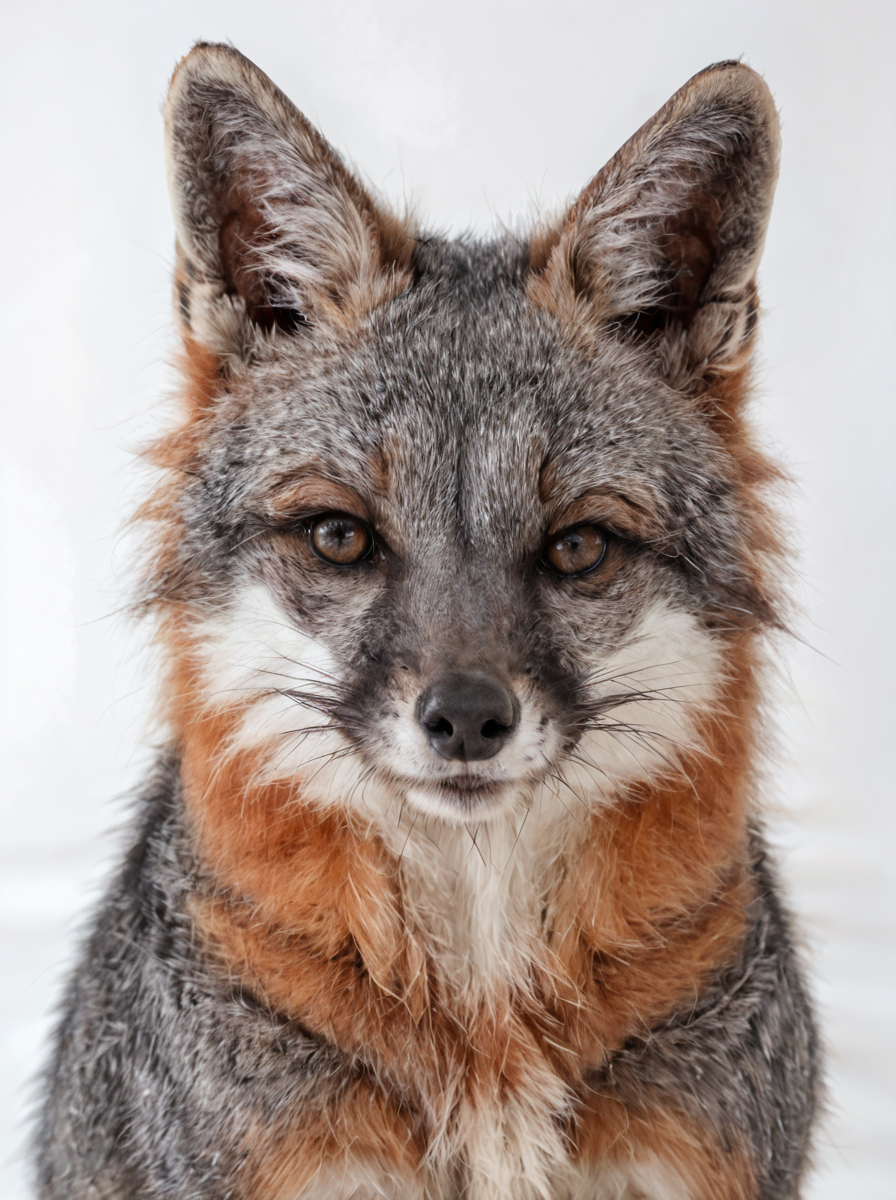 Gray fox, animal focus, no humans, white background, looking at viewer, simple background, animal, realistic
<lora:Gray_Fox-v1.10:0.8> gray fox, real,(realistic),photo realistic, photography,highly detailed,(masterpiece),(high quality),best quality,super detailed,full detail,4k,8k,realistic lighting,  norender, no anime