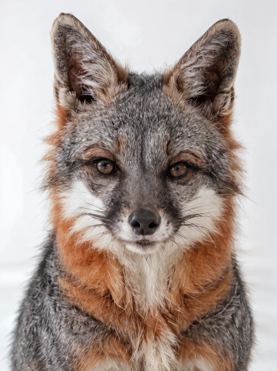 Gray fox, animal focus, no humans, white background, looking at viewer, simple background, animal, realistic
<lora:Gray_Fox-v1.10:0.8> gray fox, real,(realistic),photo realistic, photography,highly detailed,(masterpiece),(high quality),best quality,super detailed,full detail,4k,8k,realistic lighting, norender, no anime