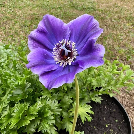 Anemone with stem ingrid-elias-style in a garden <lora:ingrid_elias_style_v2:.7>